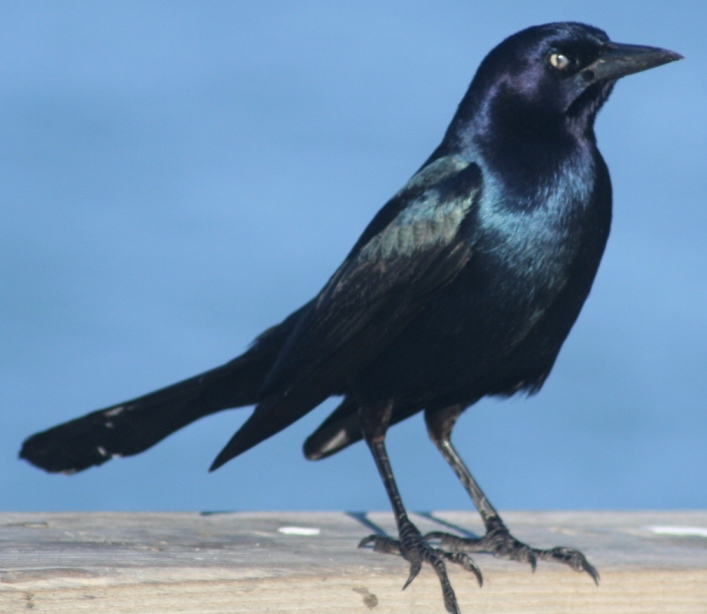 common grackle. of common grackle
